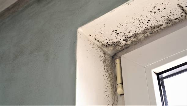 Best Mold Removal for HVAC Installations  in Turnersville, NJ