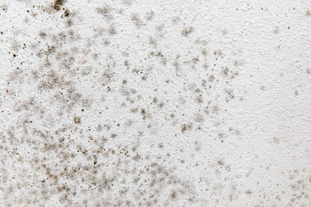Best Biohazard Mold Removal  in Turnersville, NJ